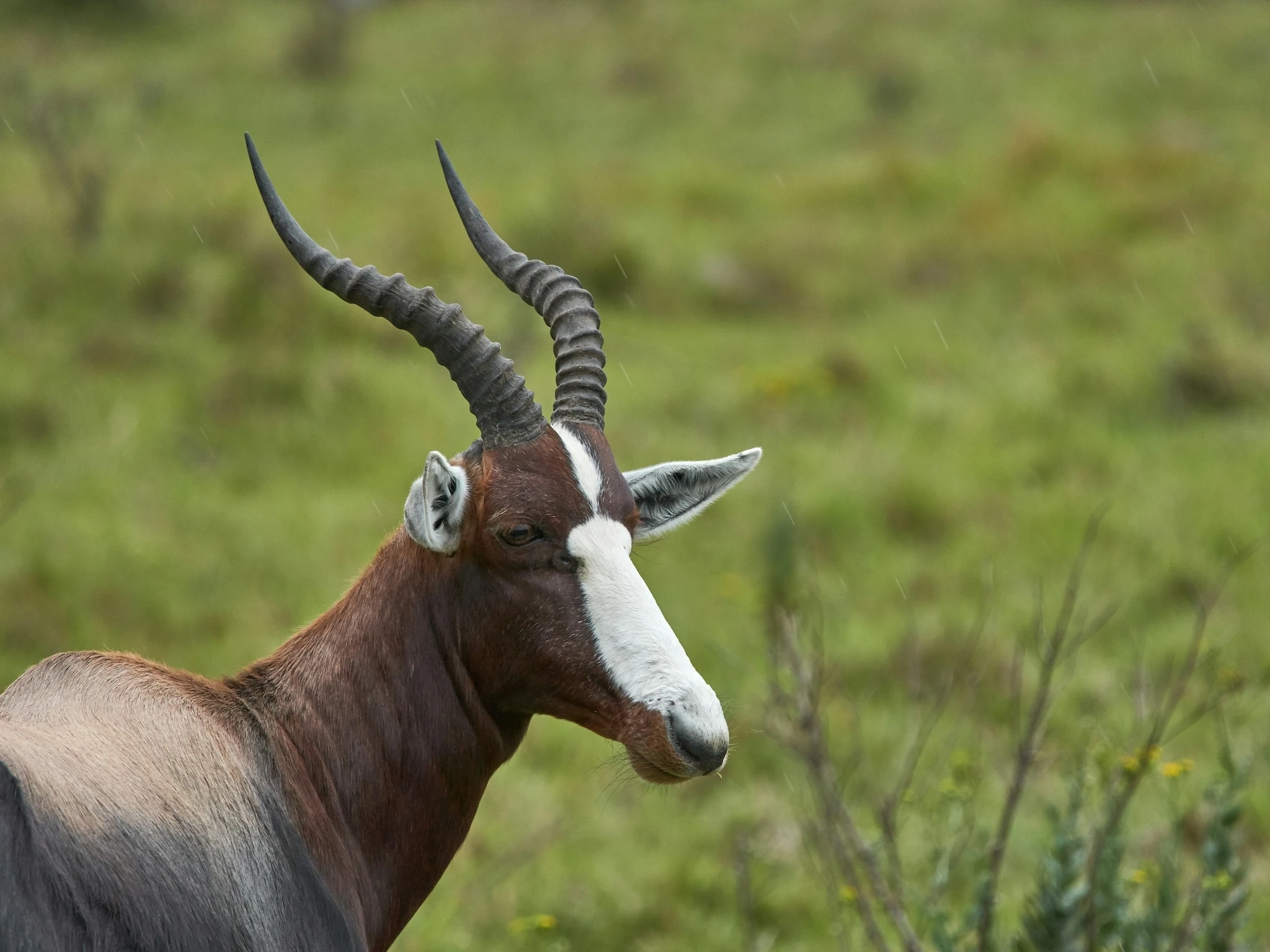 Bontebok