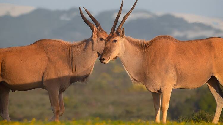 The best safari escapes close to Cape Town