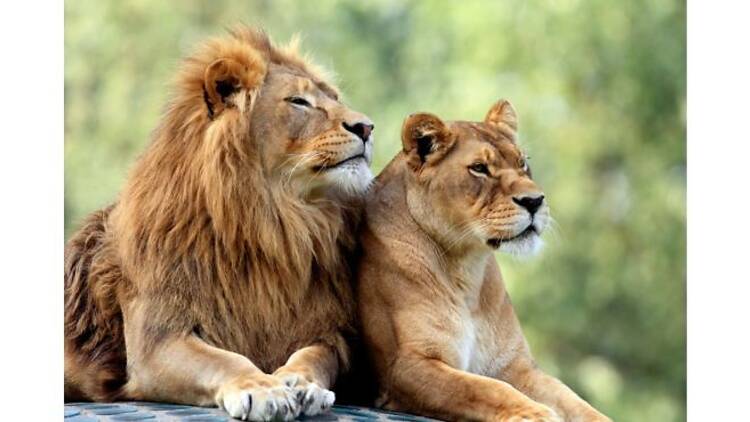 Pair of adult Lions in zoological garden