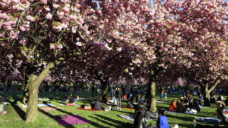 Hanami Night at Brooklyn Botanic Garden shows families sitting under the blossoms