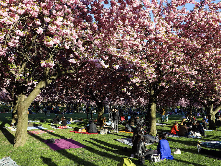 Hanami Nights at Brooklyn Botanic Garden