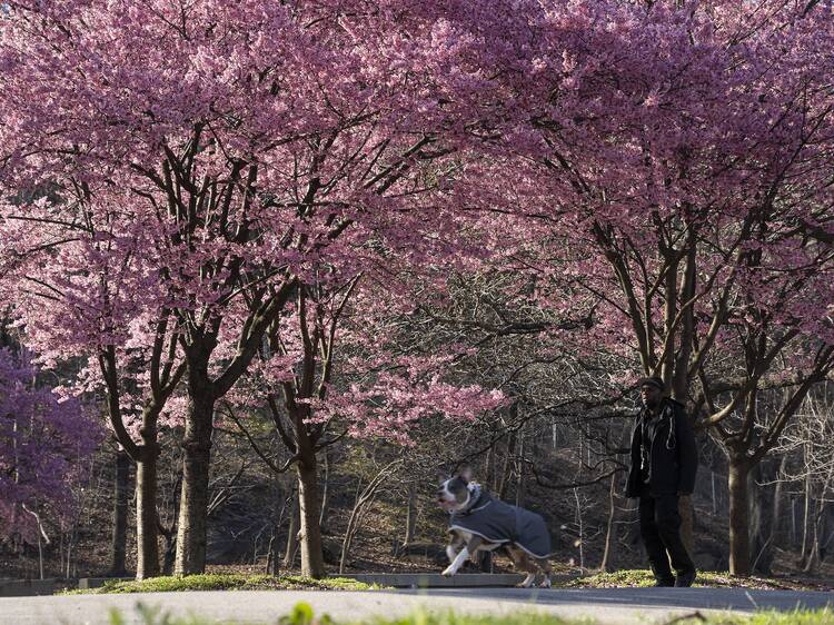 A dog runs beneath a row of cherry blossom trees.