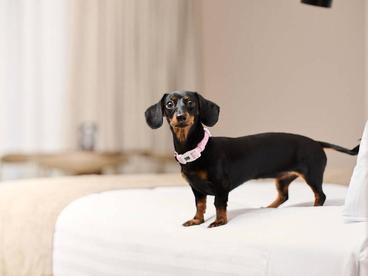 Sausage dog standing on bed