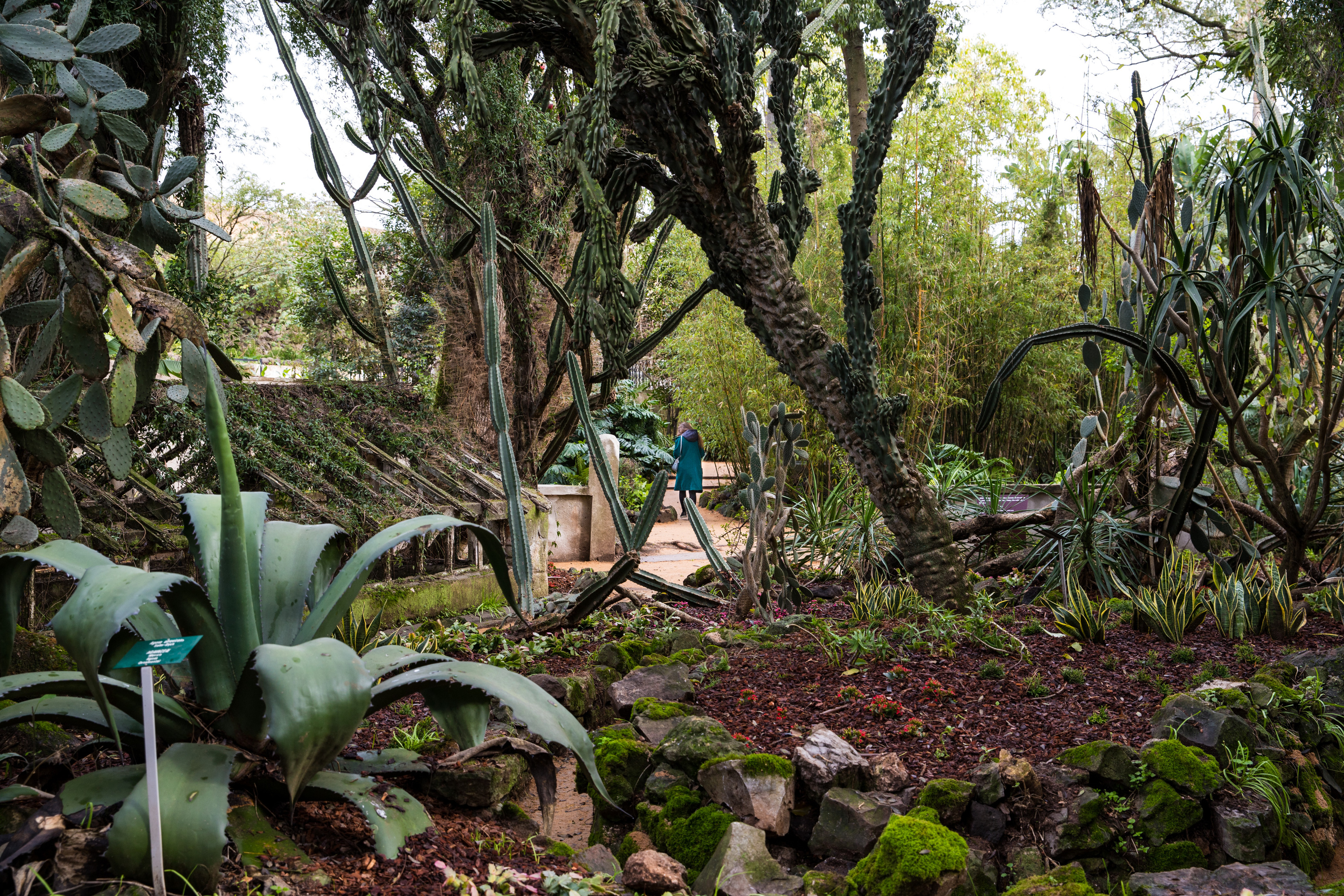 No Dia das Florestas, abrem-se as portas de três jardins botânicos e a entrada é livre