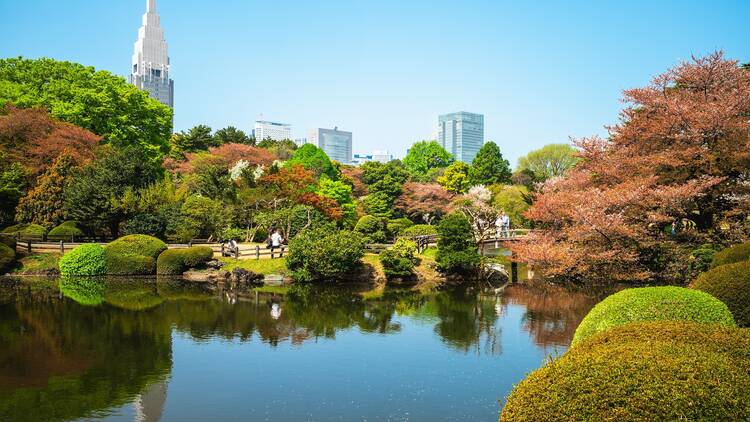 Landscape of Shinjuku Gyoen located at Tokyo, Japan with cherry blossom