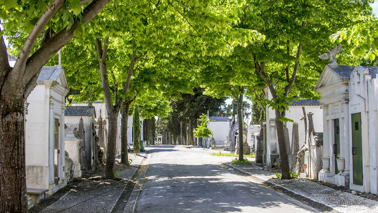 Take an alternative tour of the Prazeres Cemetery