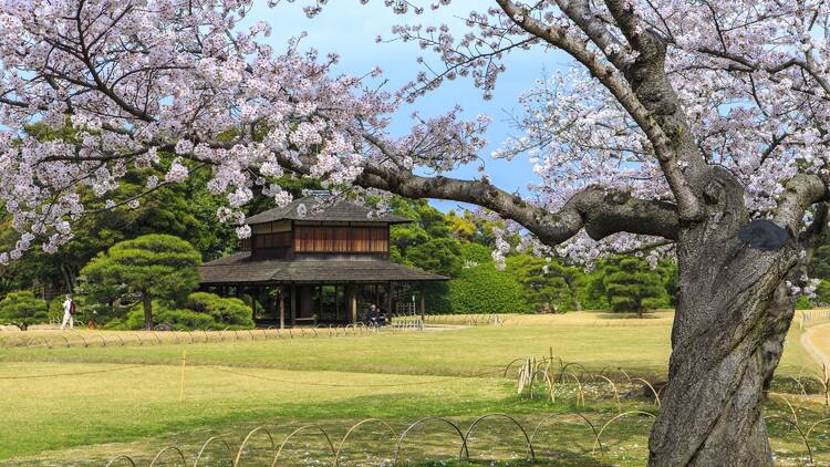 Cherry blossoms at Okayama Korakuen