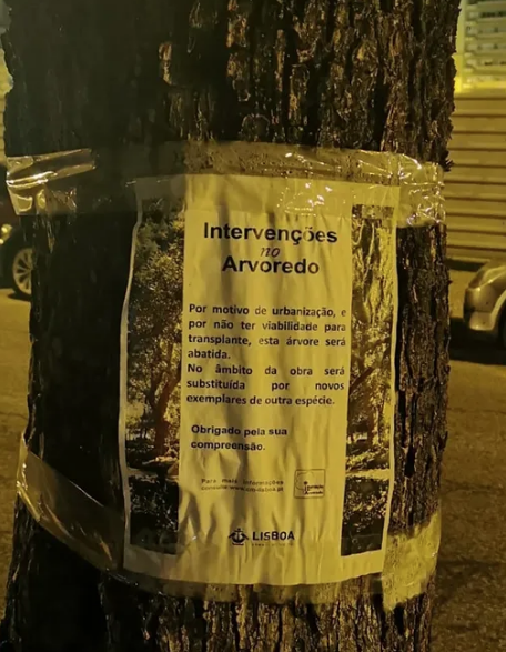 Aviso colocado numa árvore da Avenida 5 de Outubro