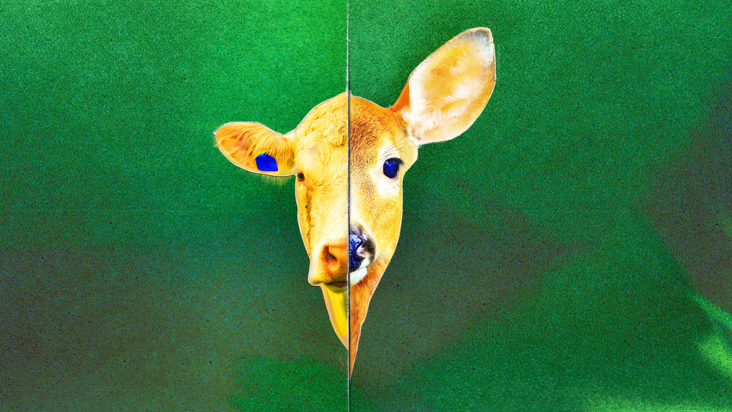 Cow | Deer, Royal Court, 2025