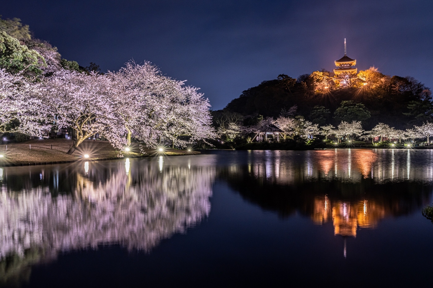 桜ライトアップ