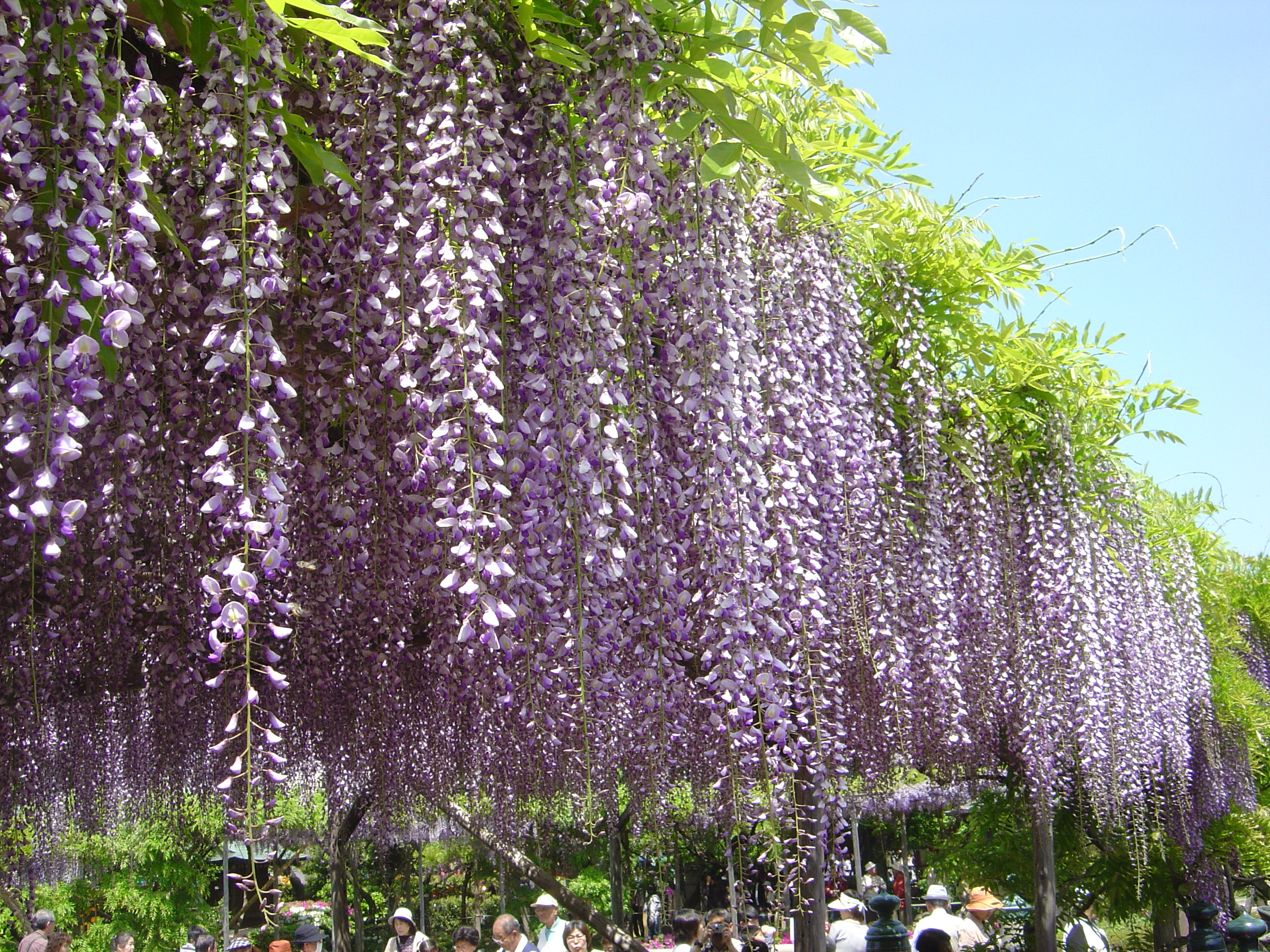 藤まつり