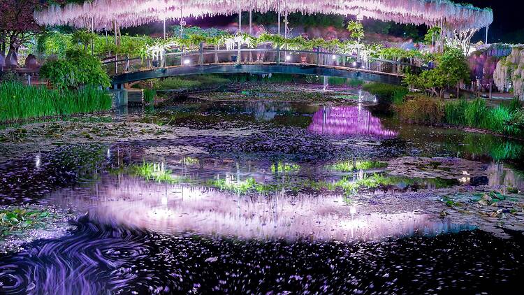 The most beautiful spring flowers in Tokyo – and where to see them all in 2026