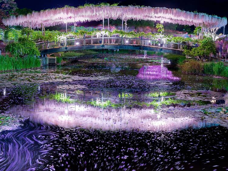 The most beautiful spring flowers in Tokyo – and where to see them all in 2026