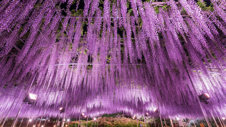 The most beautiful spring flowers in Tokyo – and where to see them all in 2025
