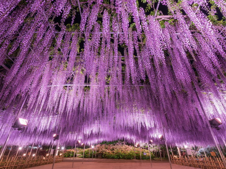 The most beautiful spring flowers in Tokyo – and where to see them all in 2025