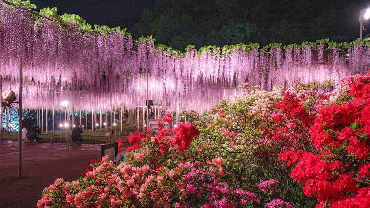 Ashikaga Flower Park