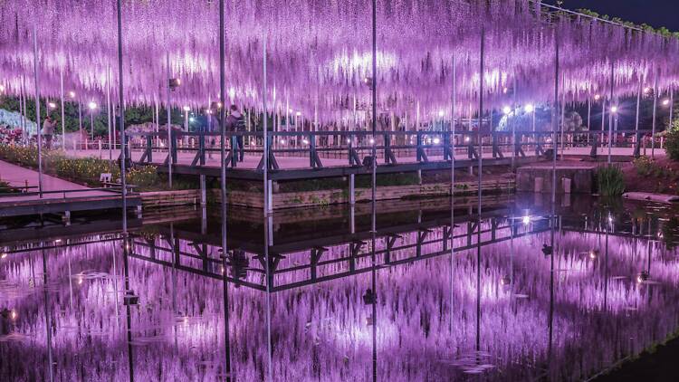 あしかがフラワーパーク