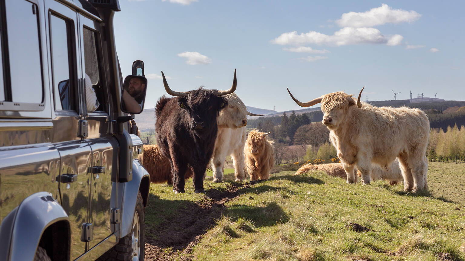 This Luxury Scottish Hotel Has Launched A Highland Cow Safari