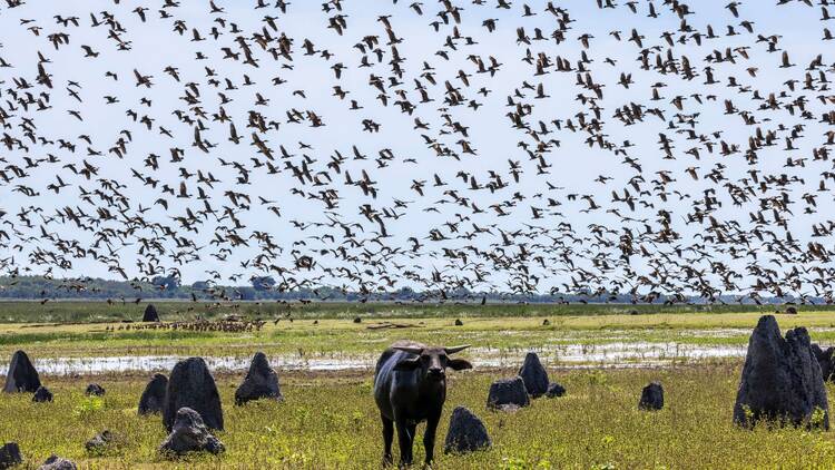 The 5 best birdwatching spots in Australia
