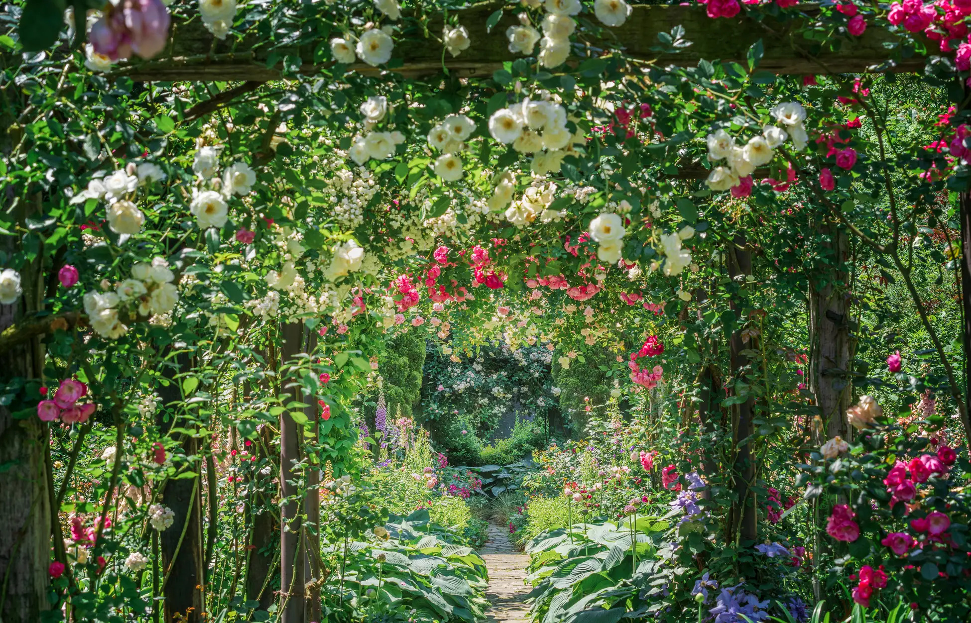 B.A.P Rose Aバージョン New Roses 2026 vol.38 – David Austin Roses Japan