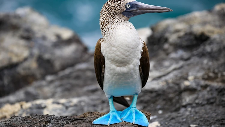Go bird-watching in the Galapagos Islands