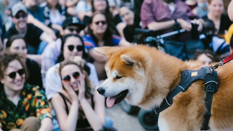 Le plus grand rassemblement de Shibas et d’Akitas