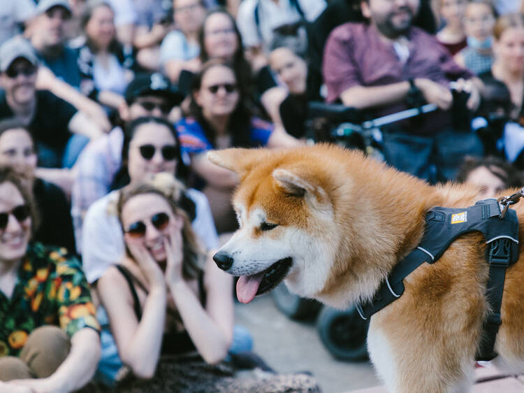 Le plus grand rassemblement de Shibas et d’Akitas