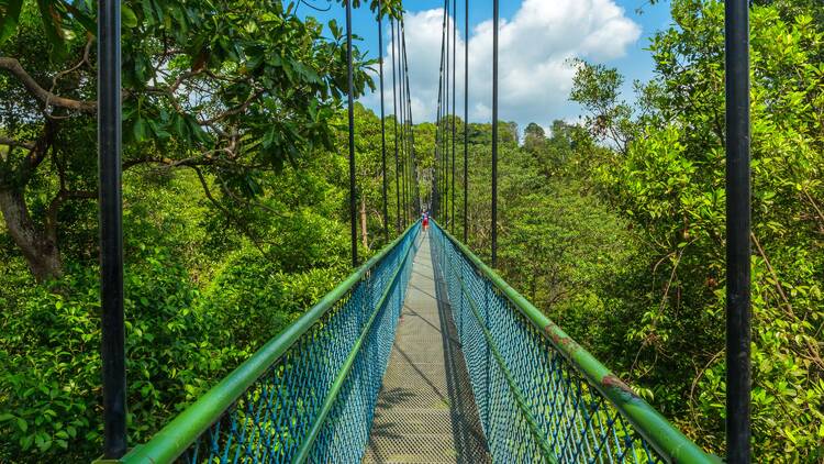 MacRitchie Reservoir