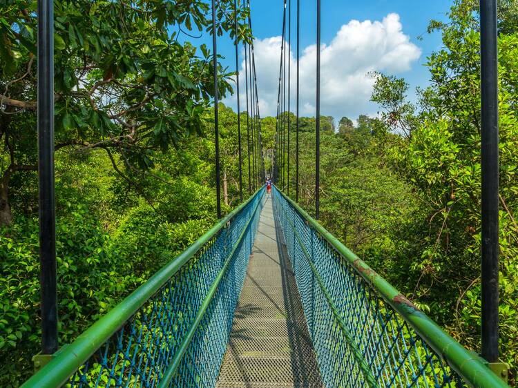 MacRitchie Reservoir