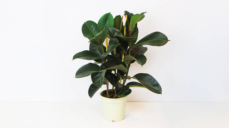Planta Plantome