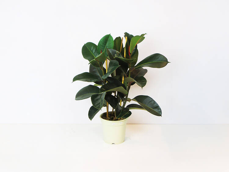 Planta Plantome
