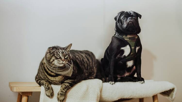 Cat and dog sitting on bench