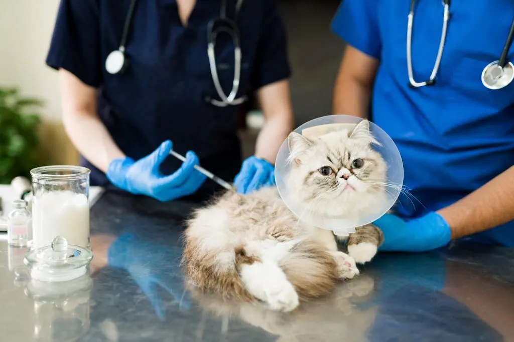Pets Microchipped