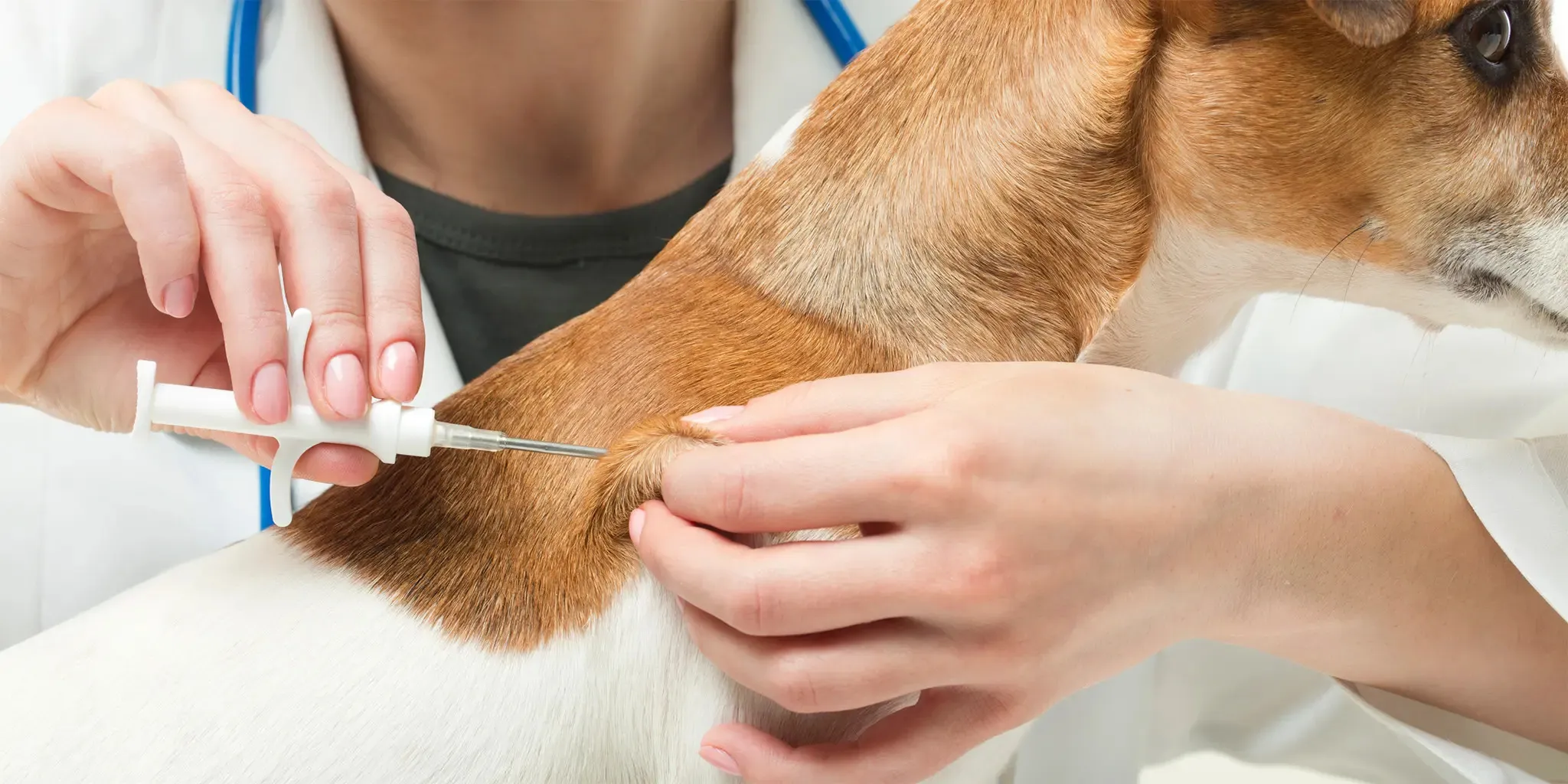 Pets Microchipped