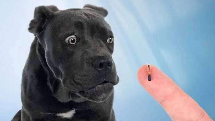 dogsnaturally