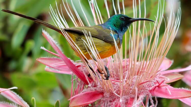 Sunbird on protea fynbos