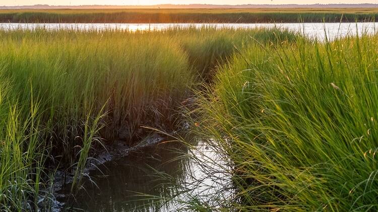 Marshlands Conservancy