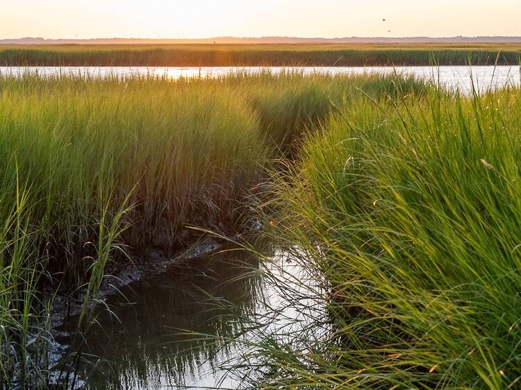 Marshlands Conservancy