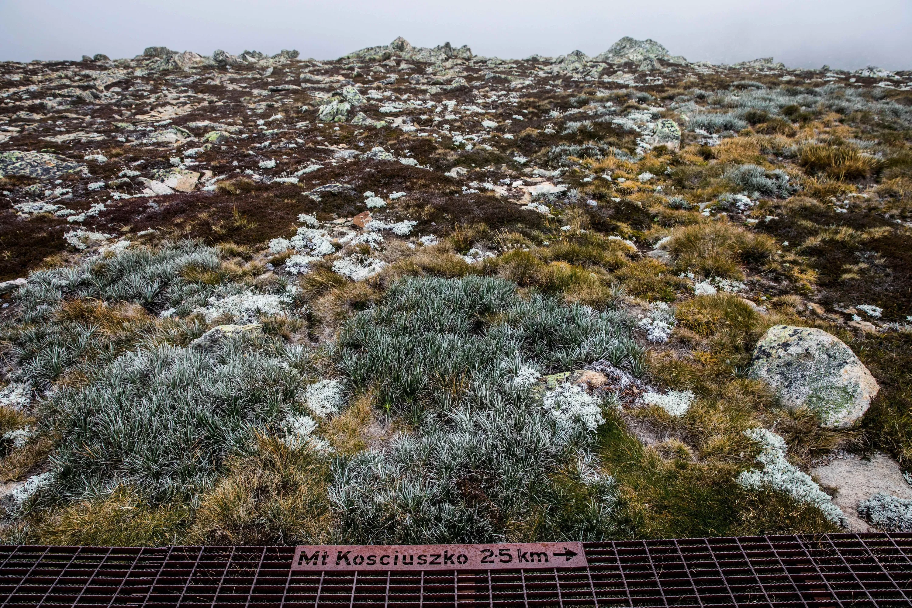 Frost over the vegetation along the Mount Kosciuszko Summit walk.