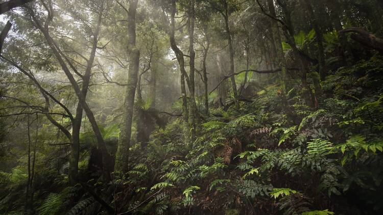 A forest filled with ferns and trees. 