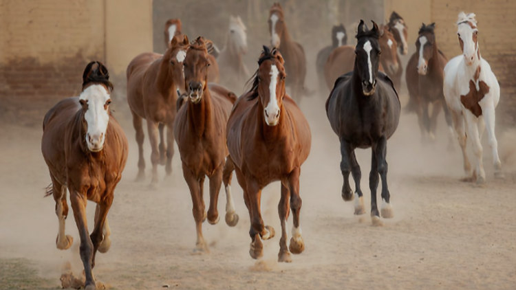 Equine Legacy Project