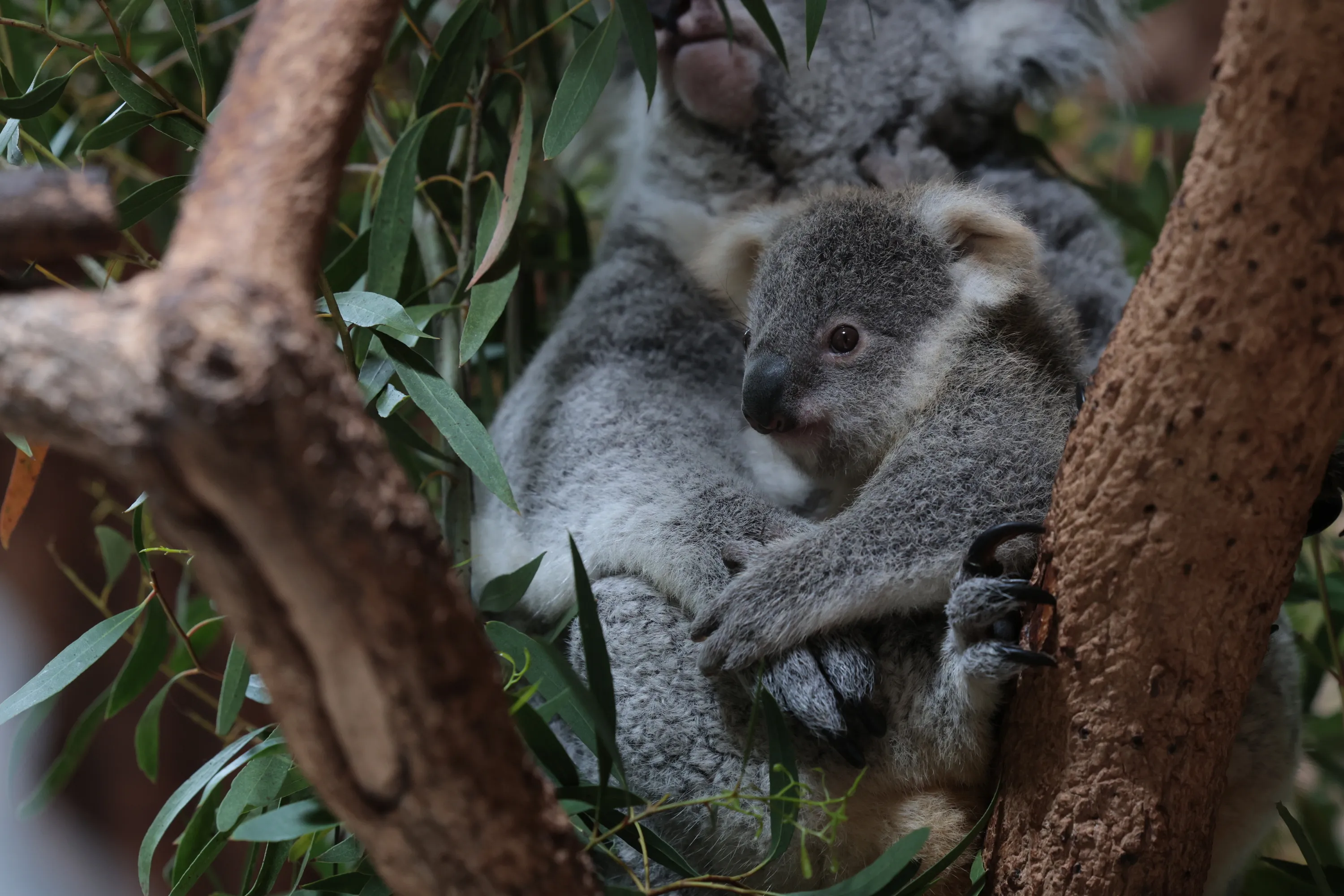 Koala