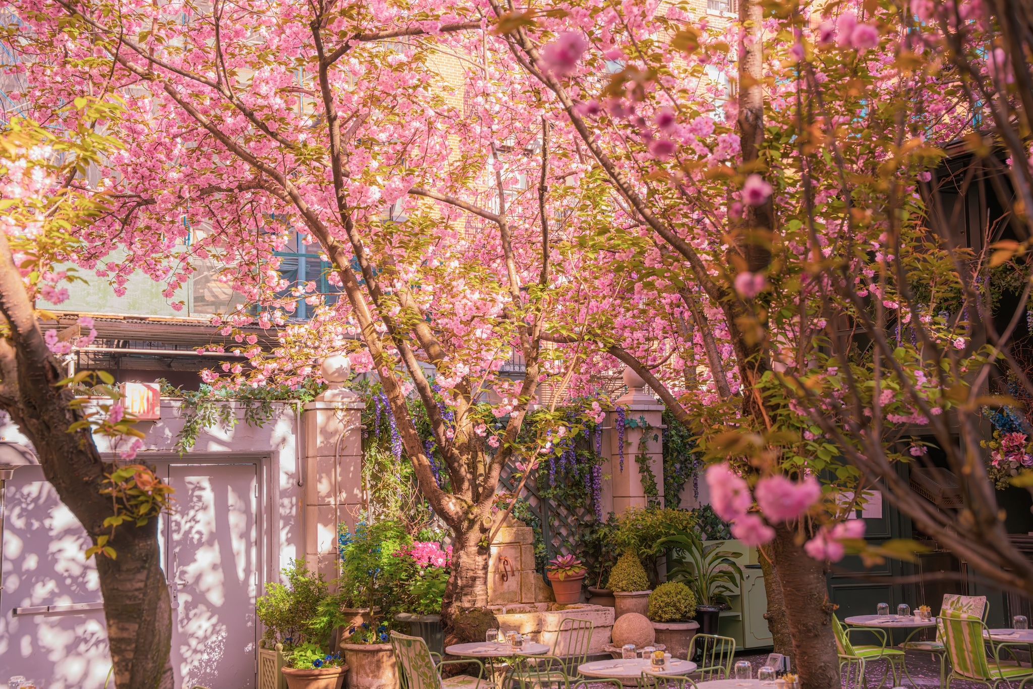 This secret garden in Soho is a cherry blossom oasis
