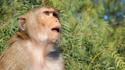 Animal Tracks Animal Tracks