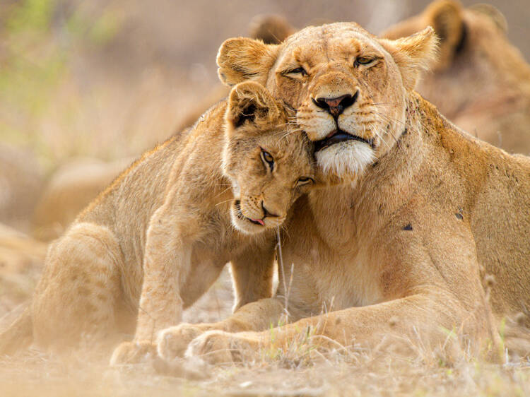 The best ways to spend Mother's Day in Johannesburg