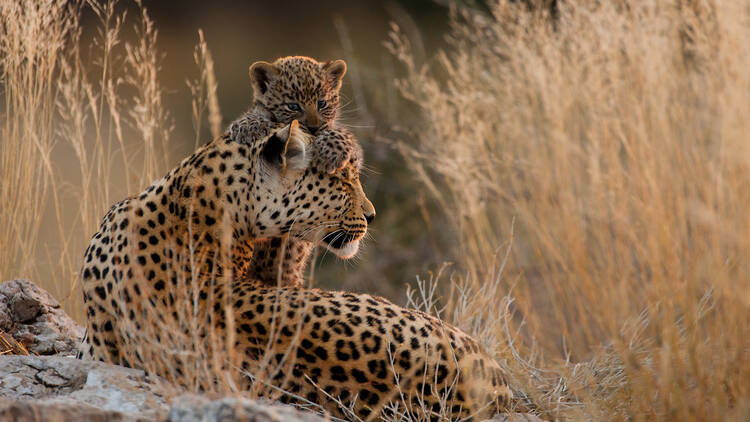 Go on a local safari