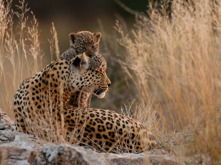 Go on a local safari