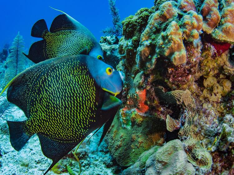 Go underwater on a scuba adventure