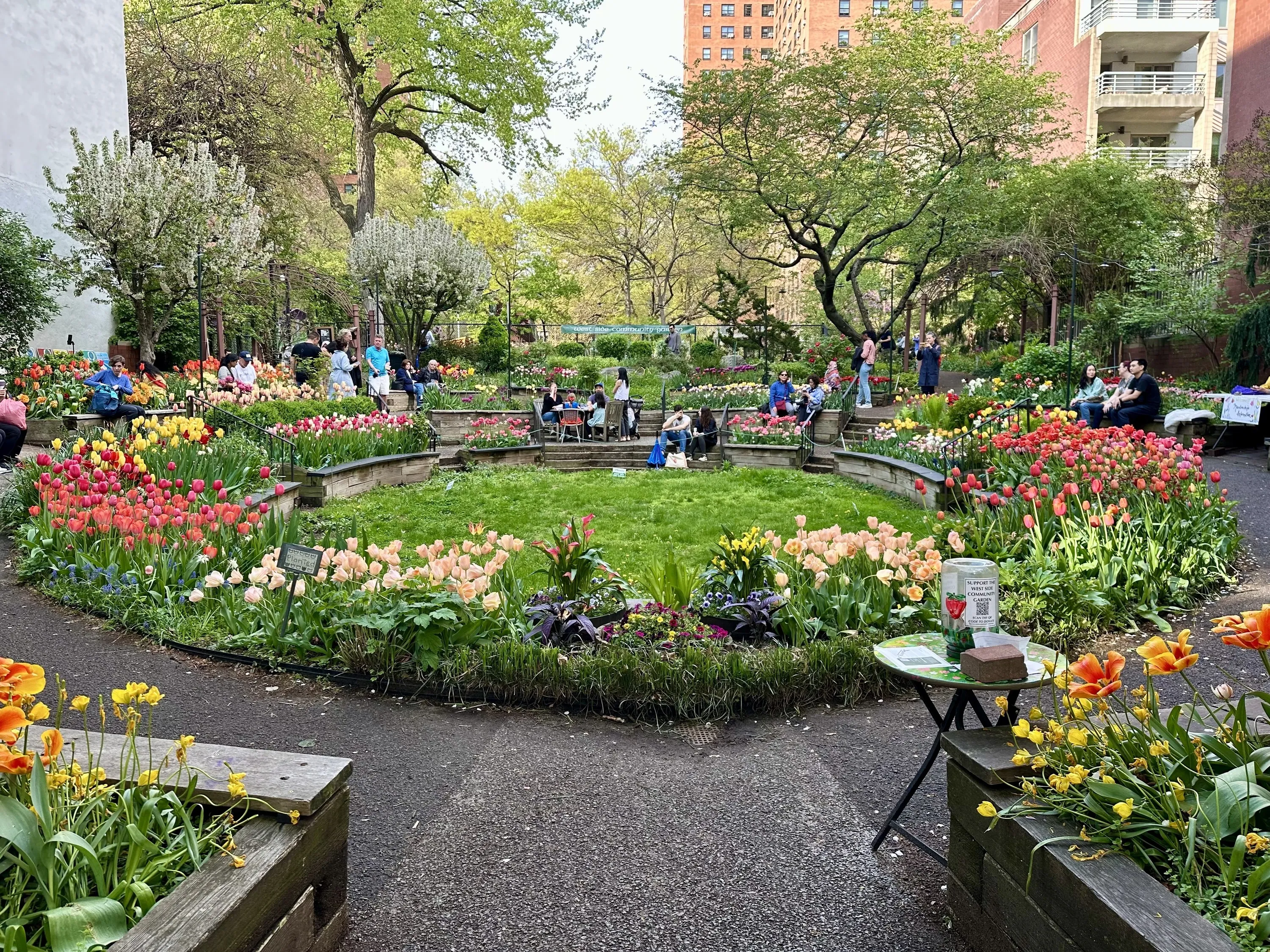 Tulips in bloom at the West Side Community Garden.