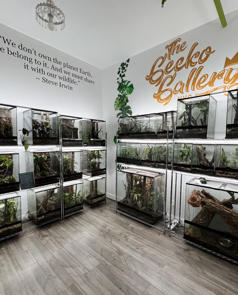 Gecko Gallery